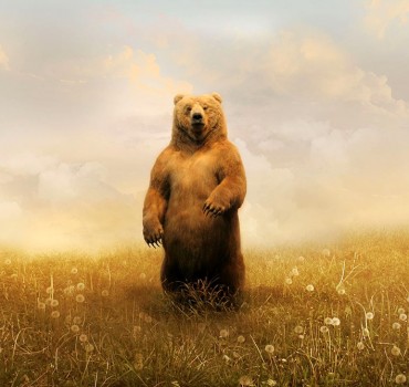 old-bear